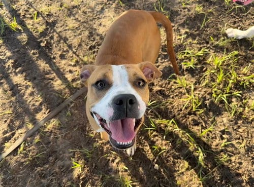 Photo of Winifred, adoptable American Staffordshire Terrier in Ocala, Florida