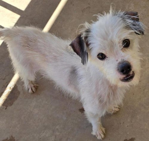 Photo of Taco, adoptable Norfolk Terrier in San Antonio, Texas