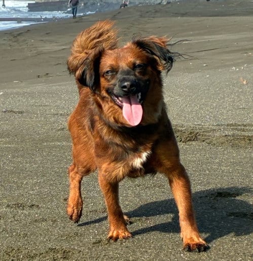 Photo of Persimmon, adoptable Cavalier King Charles Spaniel in Romoland, California