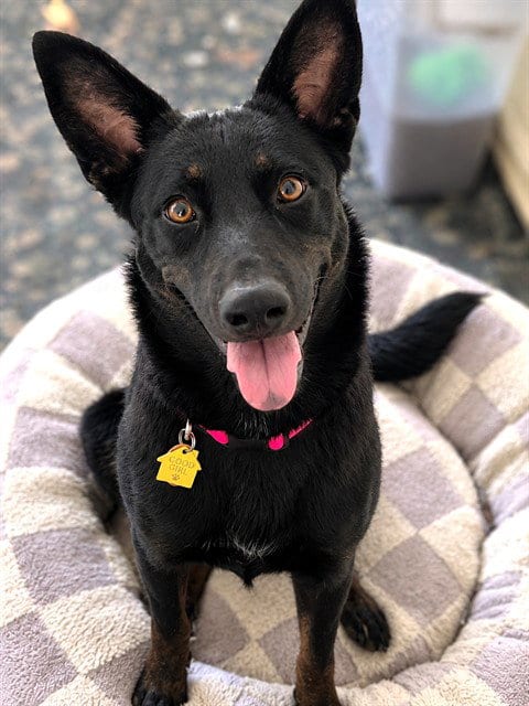 Photo of Wednesday, adoptable Australian Cattle Dog/Blue Heeler in Oklahoma City, Oklahoma