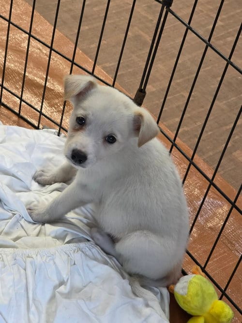 Photo of Lars (NY-Sarah), adoptable Labrador Retriever in SHERBURNE, New York