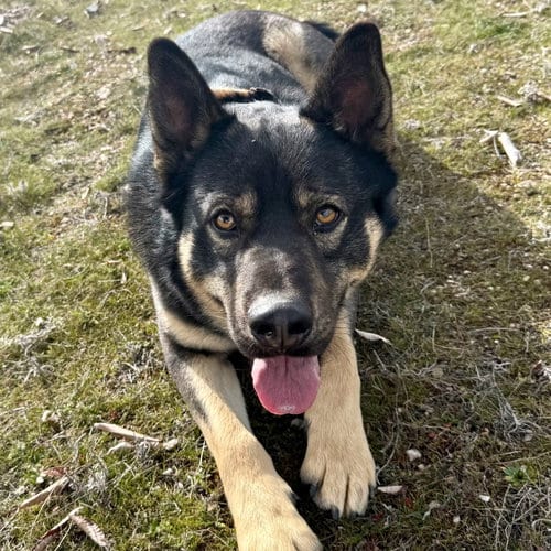 Photo of Denzel, adoptable Shepherd in Yreka, California