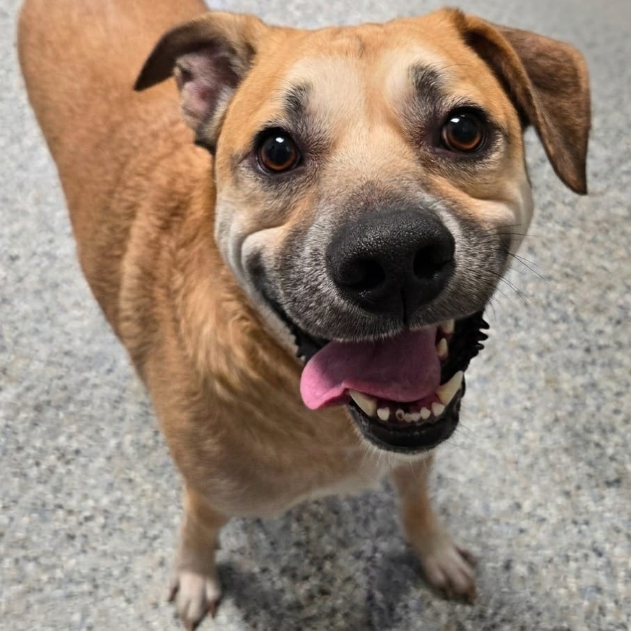 Photo of Logan, adoptable Mixed Breed (Medium) in West Olive, Michigan