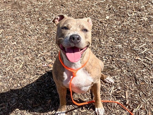 Photo of Nala, adoptable Pit Bull Terrier in Orange, California