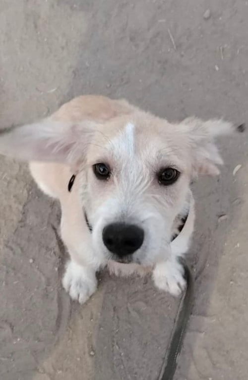Photo of Eddie, adoptable Terrier in San Diego, California
