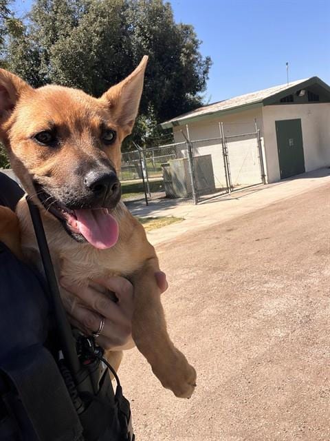 Photo of Joey, adoptable German Shepherd Dog in Bakersfield, California