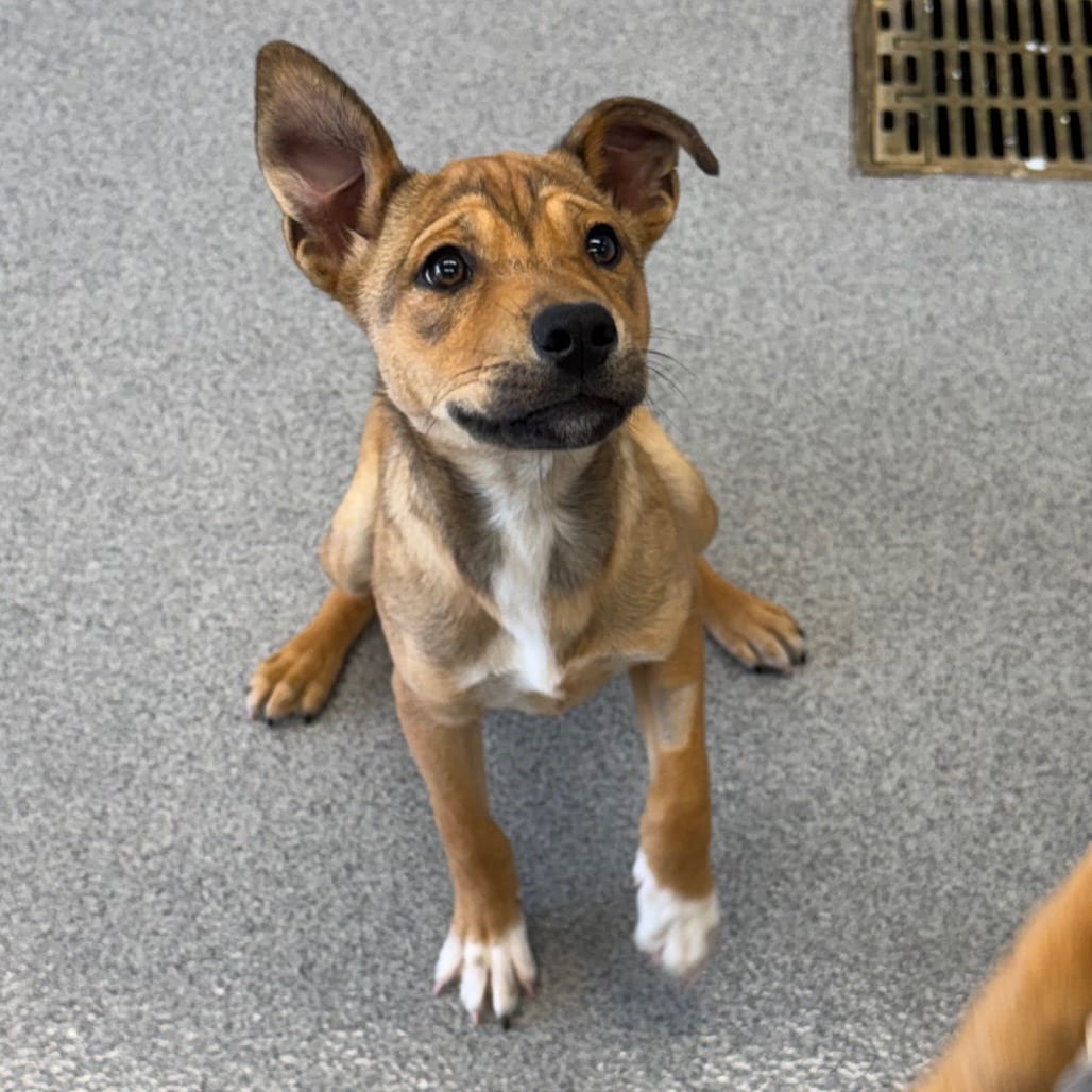 Photo of Barking The Law, adoptable Terrier, Pit Bull / Husky in Martinsville, Virginia