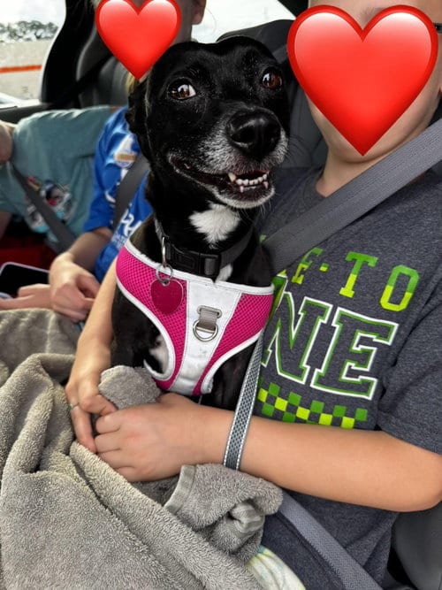 Photo of Zoe, adoptable Chihuahua in Brooklyn Center, Minnesota