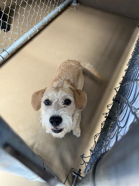 Photo of Maccaroni, adoptable Terrier in Chula Vista, California
