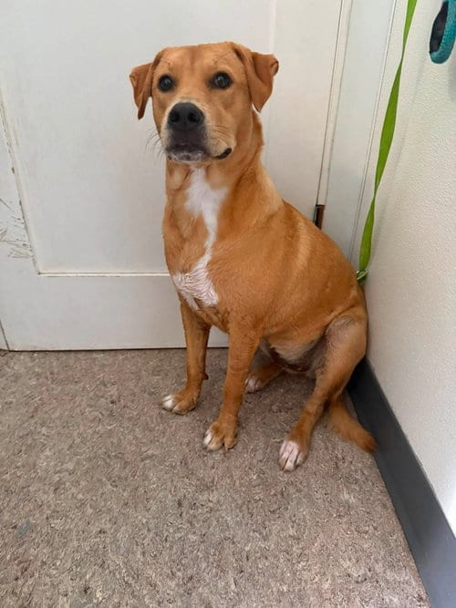 Photo of Anna, adoptable Labrador Retriever in oakland, Florida