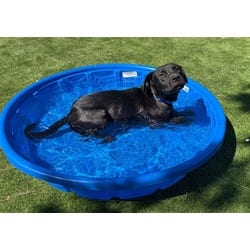 Photo of Pepper, adoptable Labrador Retriever American Pit Bull Terrier in San Bernardino, California