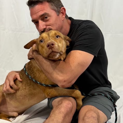 Photo of Meeko, adoptable Terrier, American Pit Bull in Houston, Texas