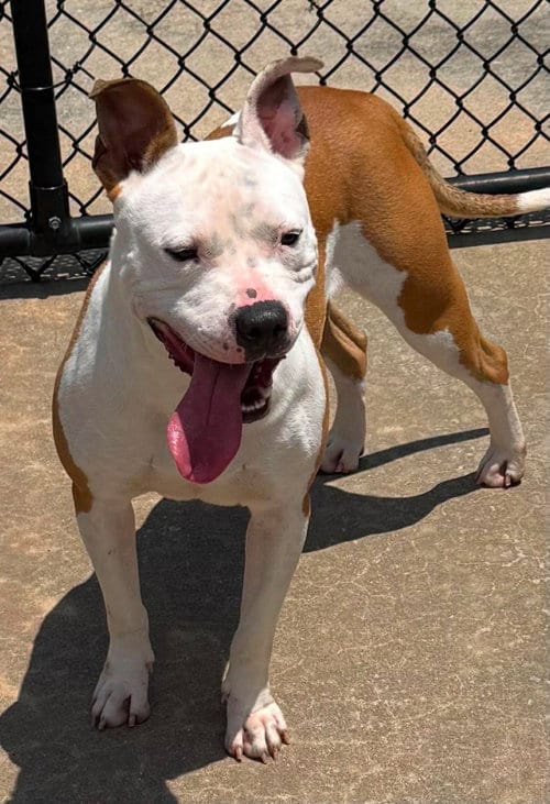 Photo of Kyia, adoptable American Pit Bull Terrier in Holly Springs, North Carolina