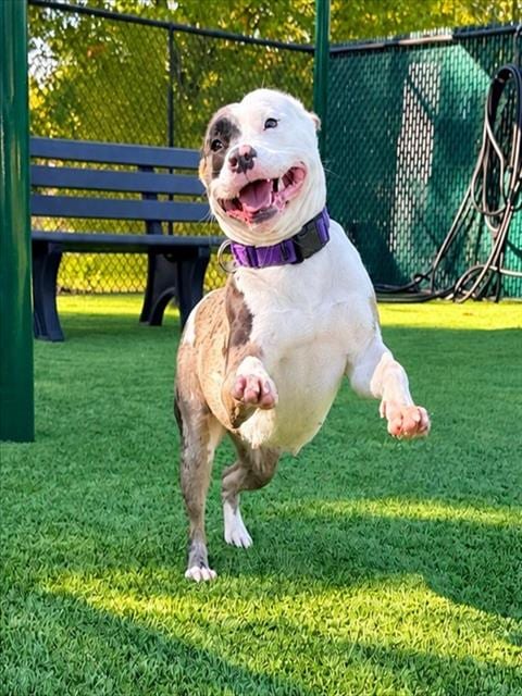 Photo of Marlowe, adoptable Pit Bull Terrier in Statesville, North Carolina