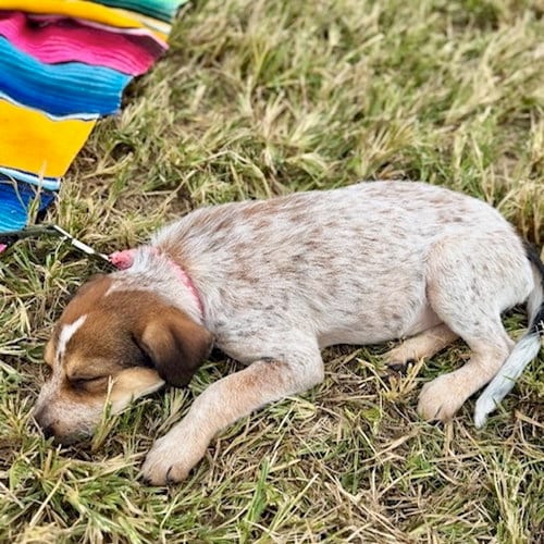 Photo of Autumn, adoptable Australian Cattle Dog/Blue Heeler in San Juan Capistrano, California