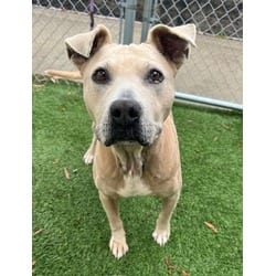 Photo of Bella Luna, adoptable American Pit Bull Terrier in Irmo, South Carolina