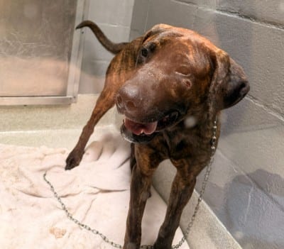 Photo of William, adoptable Great Dane and Labrador Retriever in Alameda, California