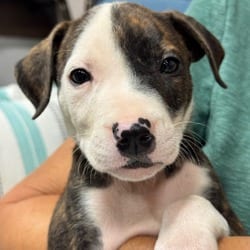Photo of Dexter, adoptable American Pit Bull Terrier Hound (Unknown Type) in Indiantown, Florida