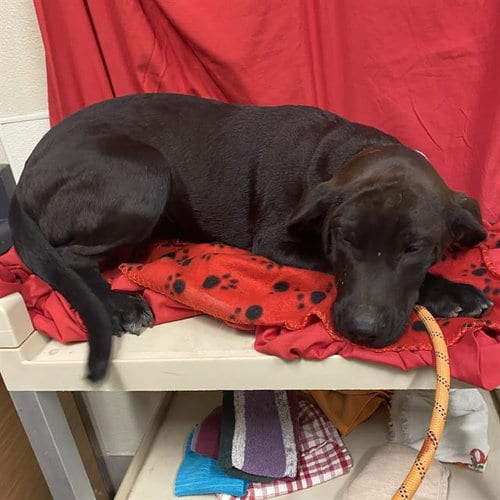Photo of A614857, adoptable Labrador Retriever in Modesto, California