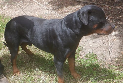Photo of Duncan, adoptable Rottweiler in Miami, Florida