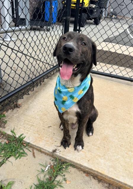 Photo of Porkchop, adoptable Mastiff in Haw River, North Carolina