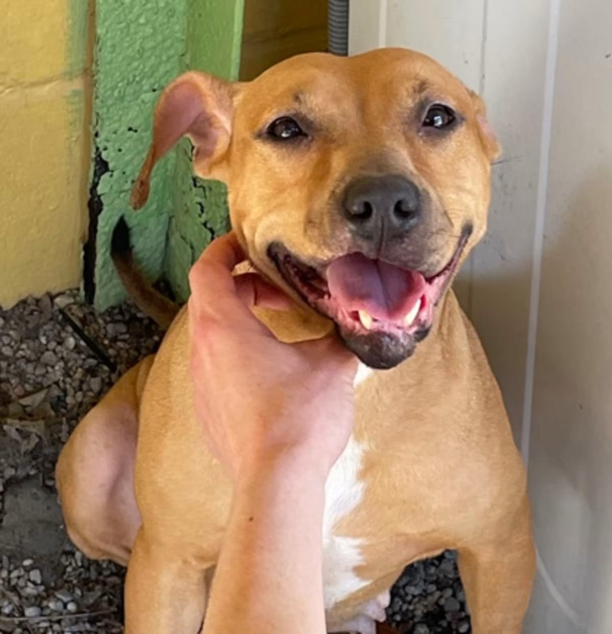 Photo of Leah, adoptable Hound (Unknown Type) in New Orleans, Louisiana
