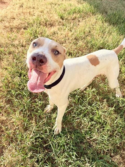 Photo of Ghost, adoptable Pit Bull Terrier in Killeen, Texas