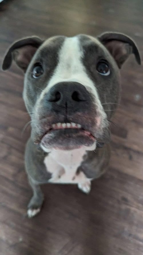 Photo of CD:Ruger, adoptable Staffordshire Bull Terrier in Aurora, Indiana