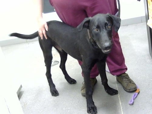 Photo of August, adoptable Labrador Retriever in Mesa, Arizona