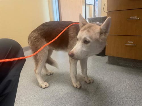Photo of Flauschi, adoptable Siberian Husky in Orange, California