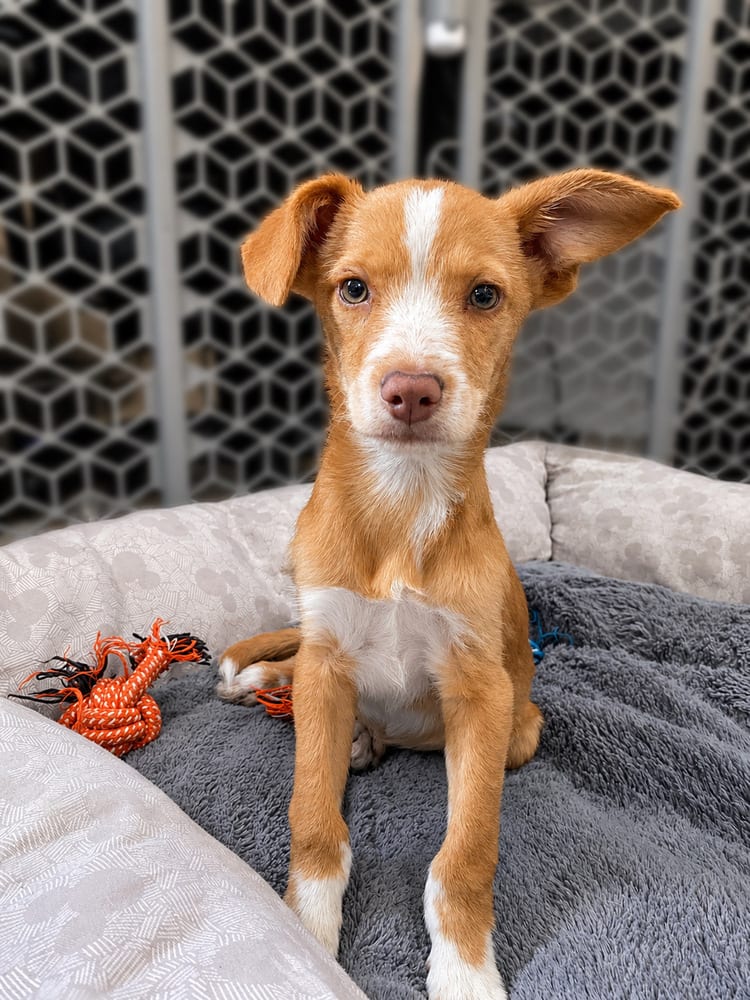 Photo of Bolt, adoptable Terrier (Unknown Type, Small) in Eugene, Oregon