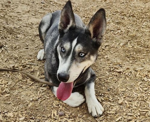 Photo of Thor, adoptable Husky in Albuquerque, New Mexico