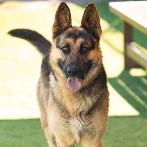 Photo of Kennedy, adoptable German Shepherd Dog in Camarillo, California