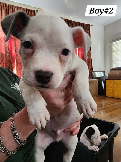 Photo of Boy#2, adoptable American Staffordshire Terrier in Chester, Virginia