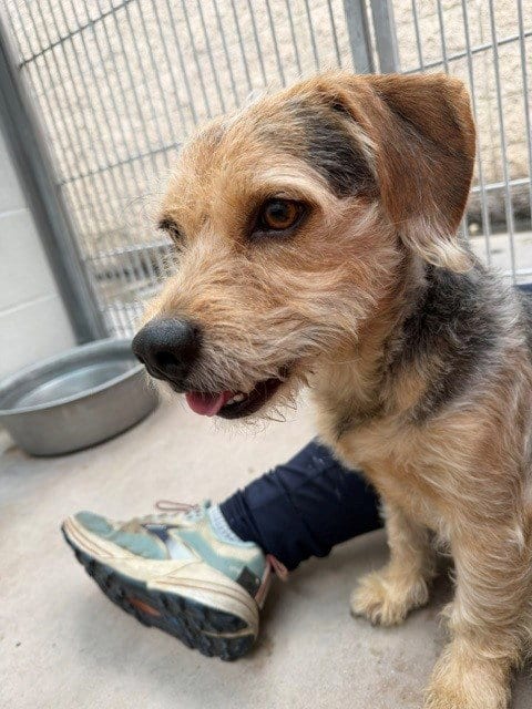 Photo of Milo Jose Jr, adoptable Terrier in Burbank, California