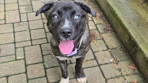 Photo of Taylor, adoptable Terrier in Plainfield, Illinois