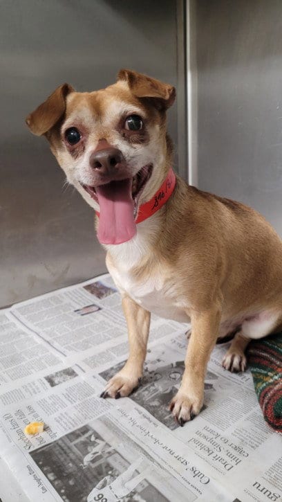Photo of Spencer, adoptable Chihuahua in Los Angeles, California