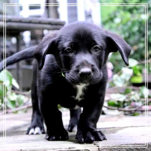Photo of Mickey Pup - Small Fry, adoptable Retriever, Black Labrador / Mixed Breed (Medium) in Fairfax Station, Virginia