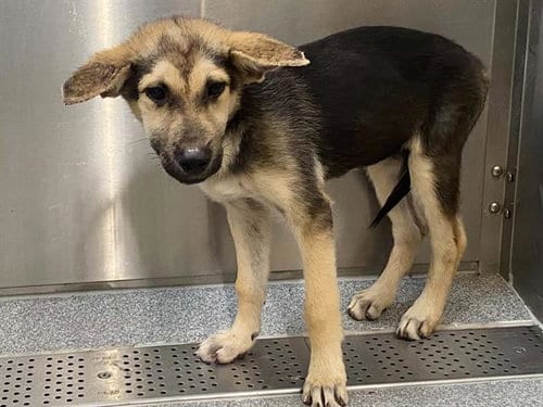 Photo of Murphy, adoptable German Shepherd Dog in Orange, California