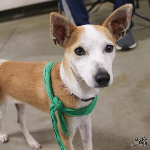 Photo of Tome, adoptable Chihuahua in Washington, District of Columbia