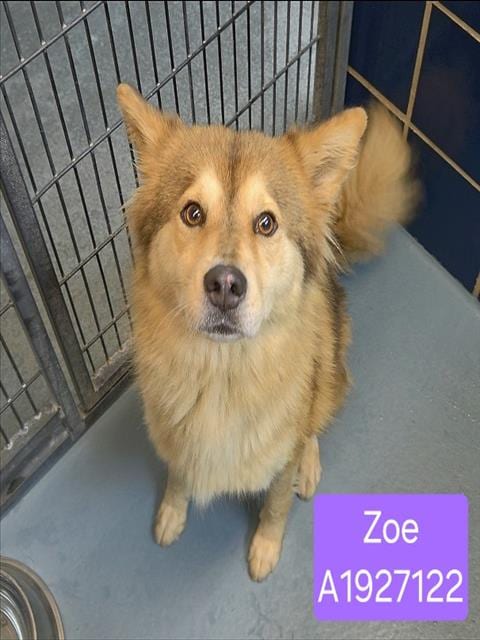 Photo of Zoe, adoptable German Shepherd Dog in Houston, Texas