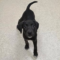 Photo of Sandy River, adoptable Labrador Retriever Mixed Breed (Medium) in Chatham, Virginia