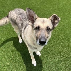 Photo of Salt 9340, adoptable German Shepherd Dog in Loxahatchee, Florida