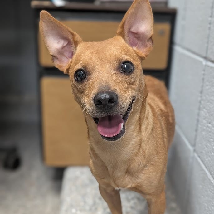 Photo of Ron, adoptable Mixed Breed (Small) in West Olive, Michigan