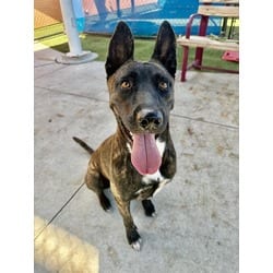 Photo of Rosa, adoptable Belgian Malinois in Doral, Florida
