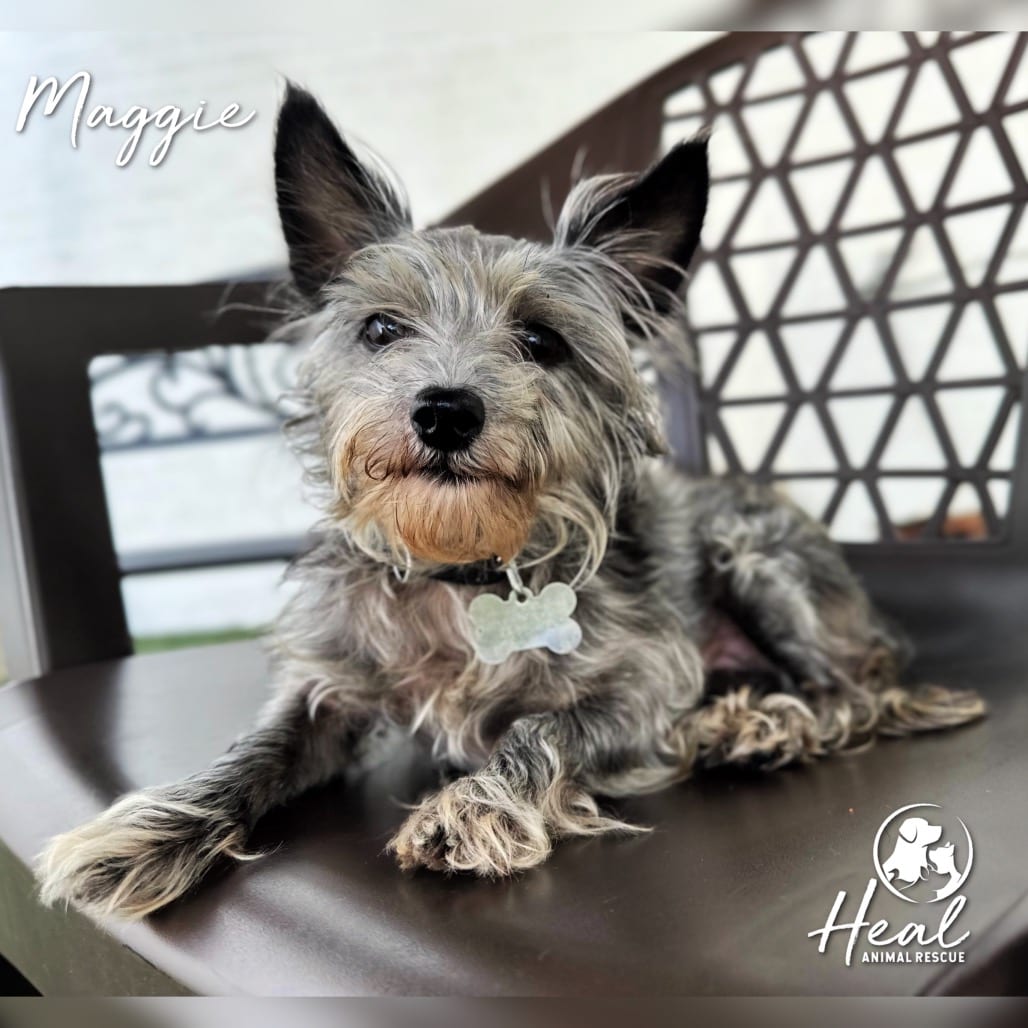 Photo of Maggie, adoptable Terrier, Yorkshire, Yorkie in Youngwood, Pennsylvania