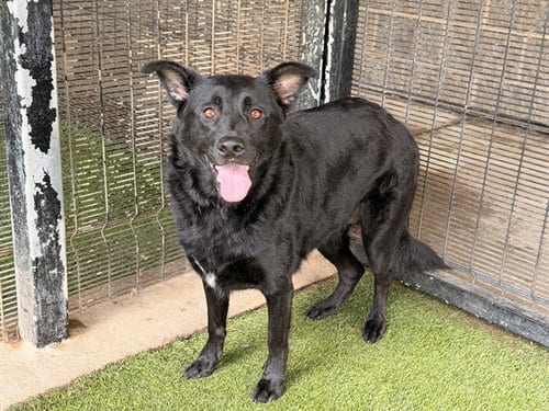 Photo of Brie, adoptable Australian Cattle Dog/Blue Heeler in Garland, Texas