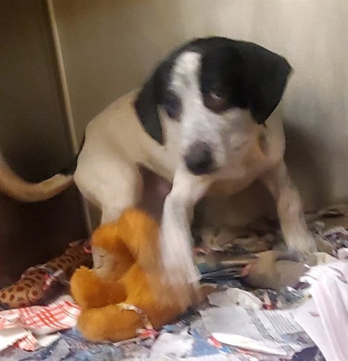 Photo of Snow White, adoptable Basset Hound in St Louis, Missouri