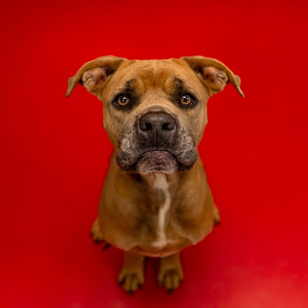 Photo of Rebel, adoptable Pit Bull cross in Lawrenceville, Georgia