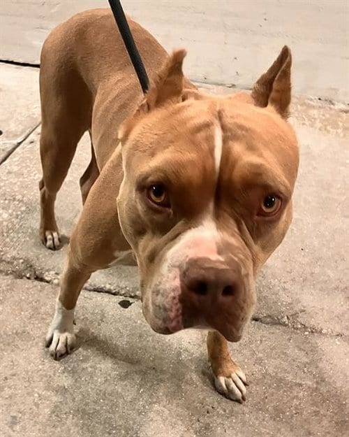 Photo of Fara, adoptable Mastiff in Miami, Florida